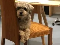 Tall Coopered Dining Chair, view 2