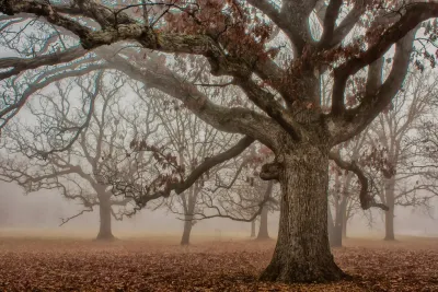 British hardwood planks at Lime Tree Workshops: oak, elm, ash and walnut